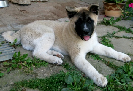   Archie Imperial Pearl River