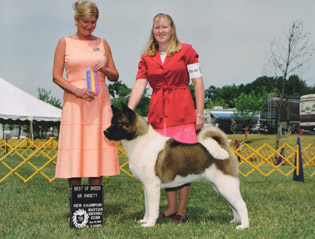   Americká akita Ch. Blak Jak's Alchemist Aries Is A Diva