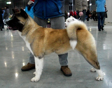   Americká akita Arron Imperial Pearl River