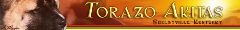   Torazo's akitas