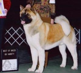   Americká akita Ch. Regalia's Bearicade