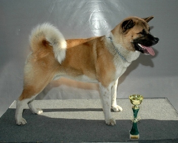   American akita 
