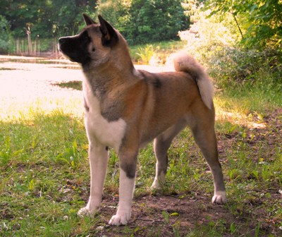   Americká akita Dessi 