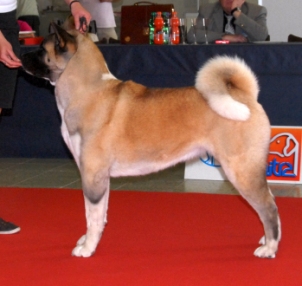 Dessi