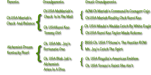   American akita Captain Of My Heart Pearl River