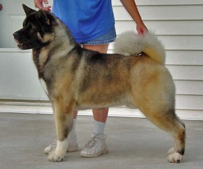   Americká akita Ch. Mt. Joy's Fortunate One 