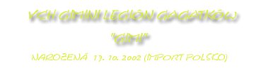   Americká akita naše fenky  Gimi Gimini Legion Gagatków