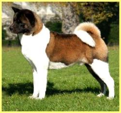   Otec: BIS, ICh. Torazo's Pearl Ike Warrior (Import USA)