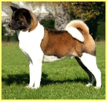  Ike - BIS, ICh, Multi GCh Torazo's Pearl Ike Warrior