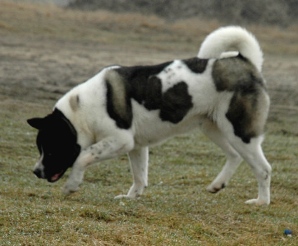   Americká akita Jowa Jasmín