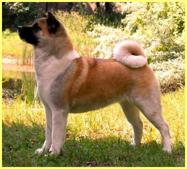 Americká akita Alchemist Dream Kentucky Pearl Kenty