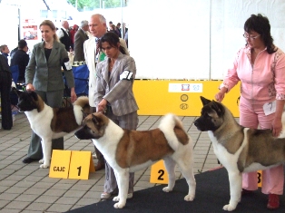  Americká akita Torazo Pearl Ike Warrior