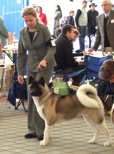   Americká akita Torazo FyreProof Pearl Mitchell