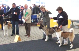   Americká akita Torazo FyreProof Pearl Mitchell