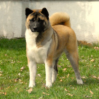  Americká akita Lucky 