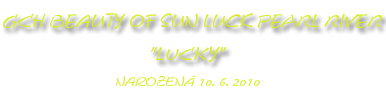   Americká akita Lucky