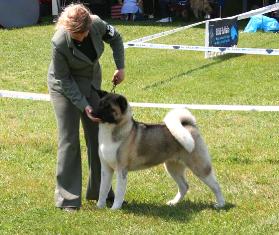   Miska