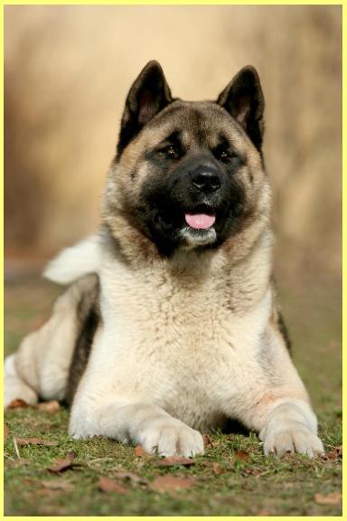  Ch Torazo's Fyreproof Pearl Mitchell