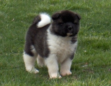   Americká akita Torazo Fyreproof Pearl Mitchell