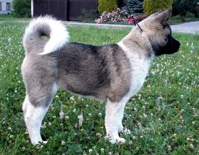   Americká akita Torazo Fyreproof Pearl Mitchell
