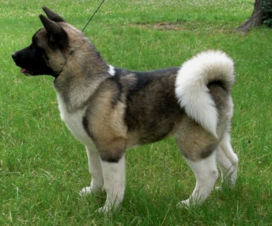   Americká akita Torazo Fyreproof Pearl Mitchell