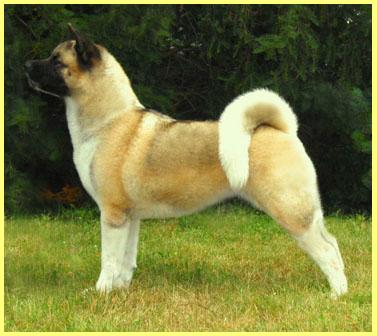   Americká akita Torazo Fyrepoof Pearl Mitchell