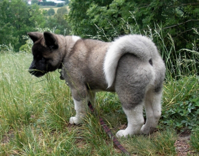   Americká akita Torazo Fyreproof Pearl Mitchell