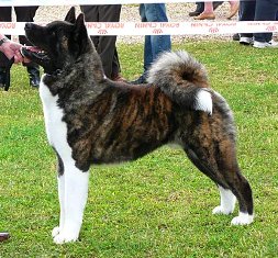   Otec: BIS, INT Ch, Multi Ch SHYKISS MR STRIPES AT CHAMPERNOUNE