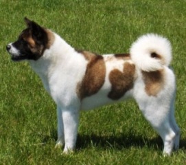   Americká akita Torazo's You Know You Want me