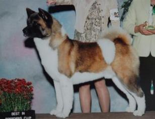   Americká akita Ch. Regalia's Fyrestone