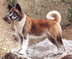   Americká akita Cedrik Imperial Jakobín