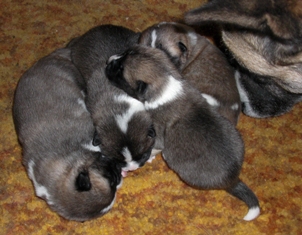   štěnátka