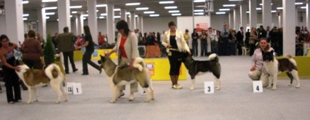   Americká akita Torazo Pearl Ike Warrior