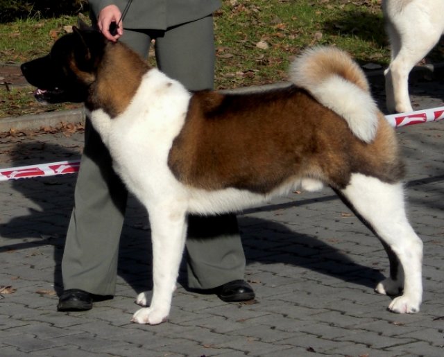navstavveskchbudjovicchii.jpg
