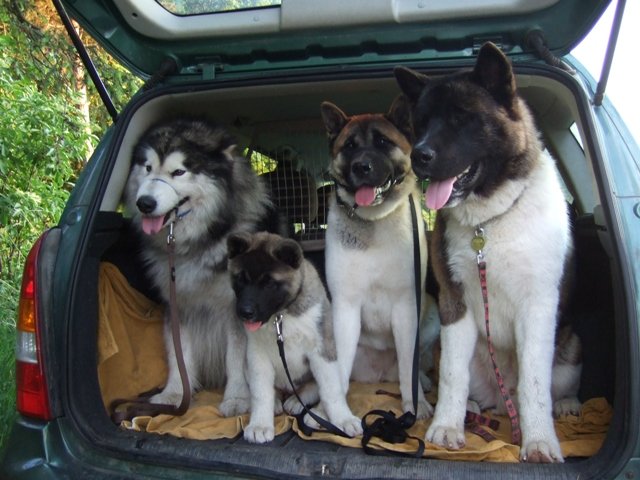 ubytochtlovtauto.jpg