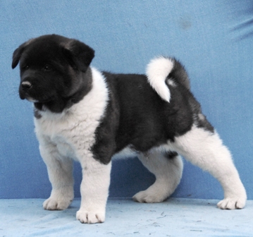   Americká akita Captain Of My Heart Pearl River