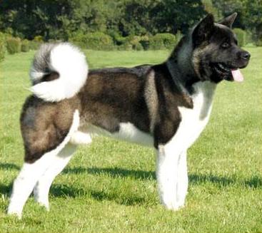  American akita Captain Of My Heard Pearl River