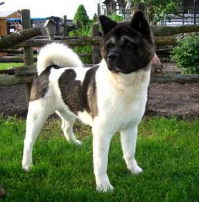   Americká akita otec: Ch. Mariah's Check And Balance