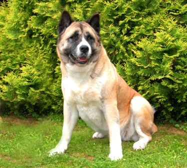   Americká akita naše fenky  Gimi Gimini Legion Gagatków