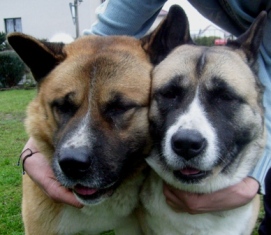   Gimini and Caby