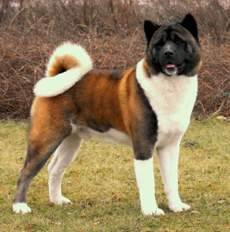  Americká akita Ike Torazo Pearl Ike Warrior