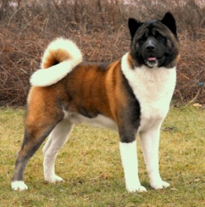 BIS, INT Ch, Multi GCh, Multi Ch Torazo's Pearl Ike Warrior 