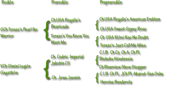   Americká akita Beauty of Sun Luck Pearl River