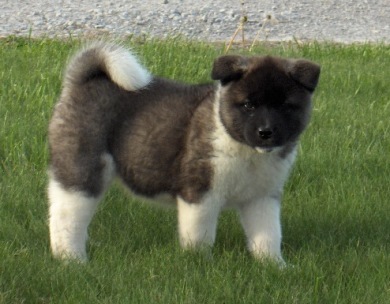   Americká akita Torazo Fyreproof Pearl Mitchell