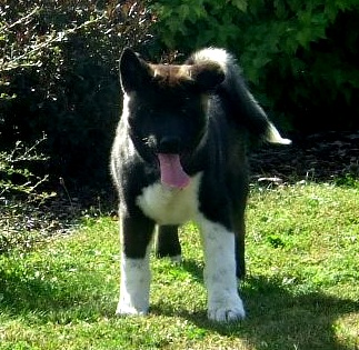   Americká akita Meiho Secret Royal Pearl