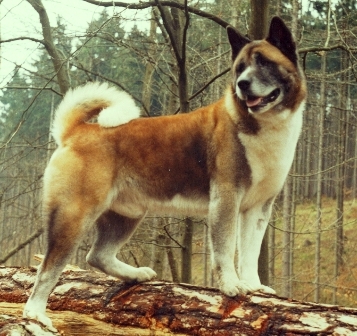   Americká akita Sandy Cedrik Imperial Jakobin 