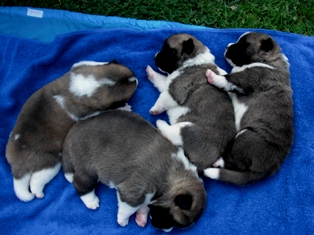   puppies