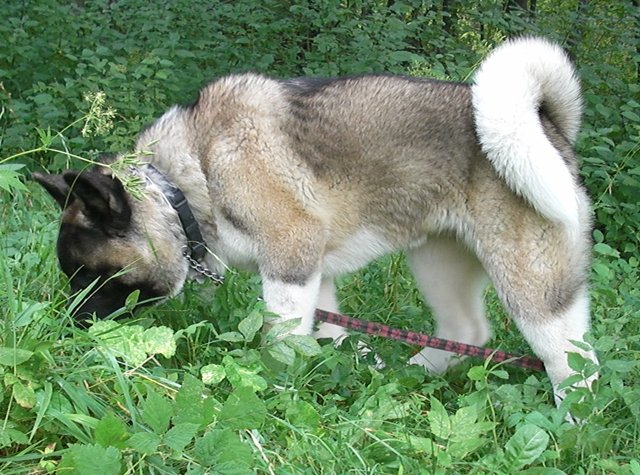 vbeskydech.jpg